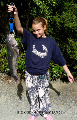 Big blue cod caught at French Pass
