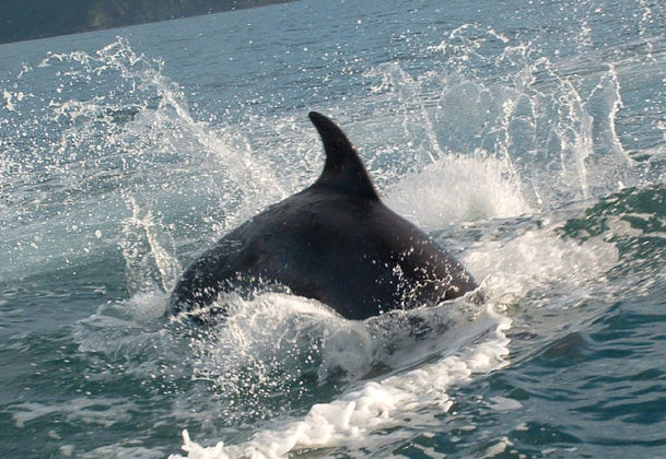 Dolphin in the Marlborough Sounds