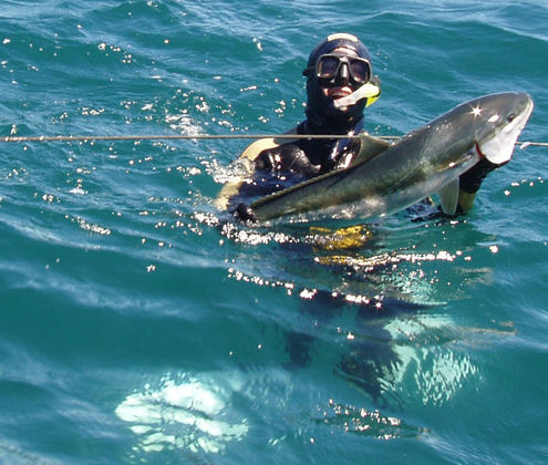 Blue cod, snapper, kingfish