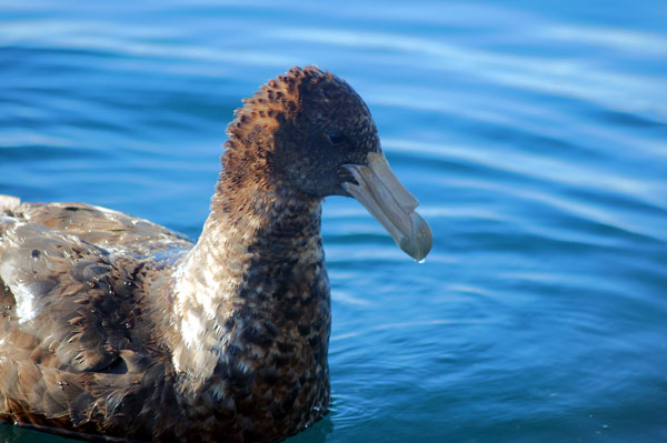 Southern Giant Petrel
