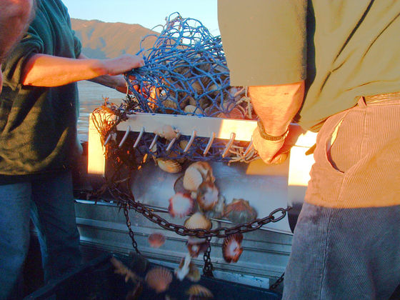 Scallops in the dredge